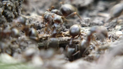 Black ants working on textured ground macro 動画素材 337801098