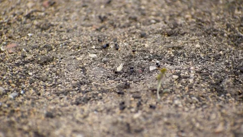 Black Ants Working Together On Sandy Soil Stock Footage 331597709