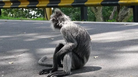 A black ape sitting on the side of the road and watching a man walk by. Stock Footage 263174308
