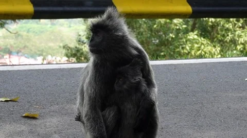 A black ape sitting on the side of the road and watching the people walking Stock Footage 263174340