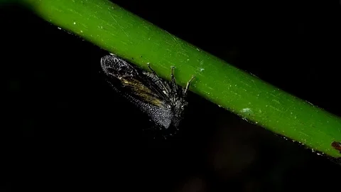Black aphid on branch. Video stock 83130827