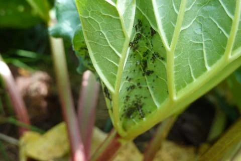 Black aphids colonizing a rhubarb leaf in a garden Stock Photos