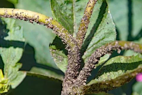 Black aphids crawl along the stem of a hollyhock 스톡 사진
