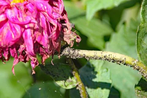Black aphids crawl along the stem of a hollyhock Foto stock