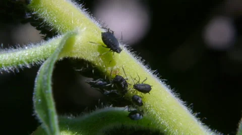 Black Aphids extreme close up Stock Footage 40125704