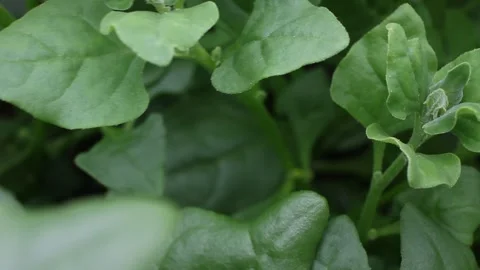 Black Aphids Infestation on Organic Spinach Leaves in Greenhouse Vidéo 333850633