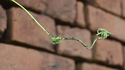 Black Aphids Infesting Green Vine Stem. 스톡 동영상 343916652