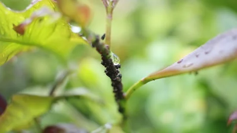 Black Aphids Pests on Citrus Tree Branches Covered in Raindrops Vidéo 335967999