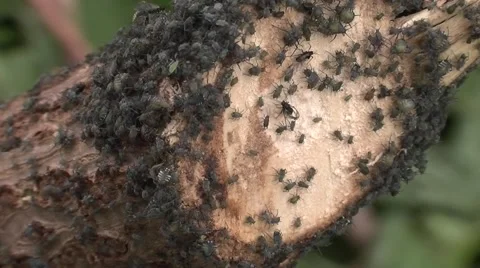 Black aphids on a tree stump Stock Footage 51841866