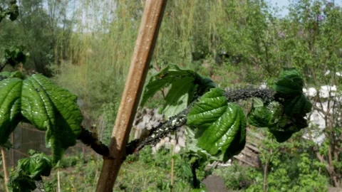 Black aphids on trees and plants. Insect pests in the garden. Stock Footage 275537534