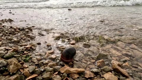 Black Apple Snail Crawling on Rocky Pebble Shore with Waves Washing Vidéo 341737291