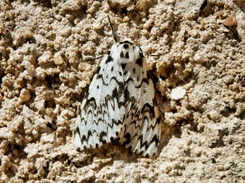 Black Arches Moth . Stock Photos