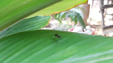 Black Army fly (Hermetia illucens) on leaves Stock Footage