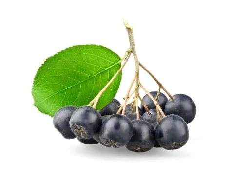 Black aronia with leaf Stock Photos