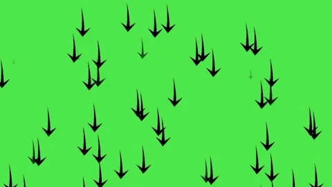 Black arrows moving down isolated on green screen background. Stock-Footage 336006122