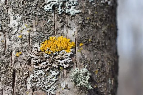 Black Ash Bark Closeup Stock Photos