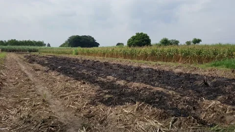 Black ash from burning sugarcane fields Stock Footage 205463720