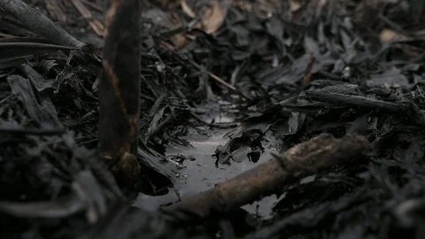 Black ash falling in the puddle on the reed burnt field after a fire in slow Video stock 105544876