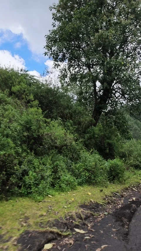 Black ash ground and forest edge at Paricutin, Mexico Stock Footage 348521360