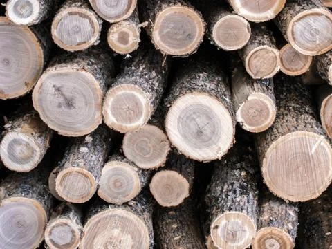 Black Ash Logs Stock Photos