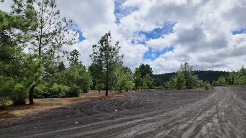 Black ash road through pine forest near Paricutin volcano, Mexico 動画素材 348521910