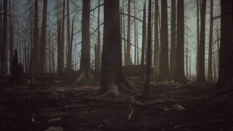 Black ashes of canary pine after forest fire Stock Footage 236832224