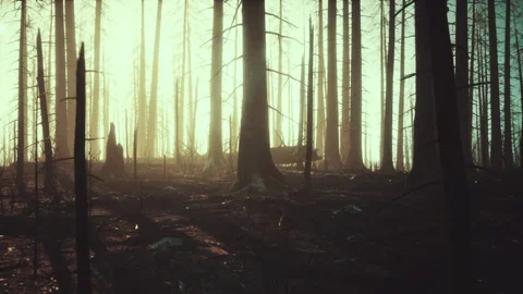 Black ashes of canary pine after forest fire Video stock 239407248