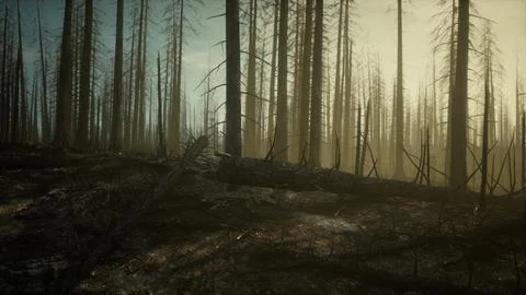 Black ashes of canary pine after forest fire Stock Illustration
