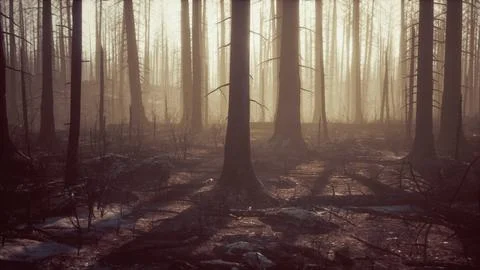Black ashes of canary pine after forest fire Stock Illustration