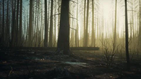 Black ashes of canary pine after forest fire Stock Illustration