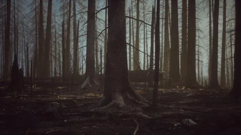 Black ashes of canary pine after forest fire Stock Illustration