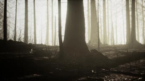 Black ashes of canary pine after forest fire Stock Illustration