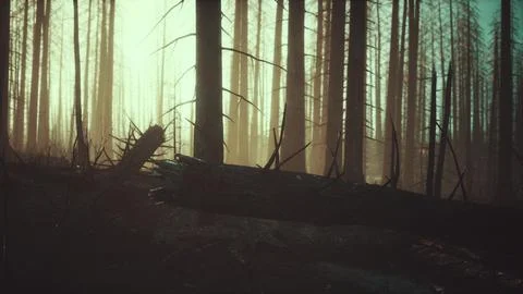 Black ashes of canary pine after forest fire Stock Illustration