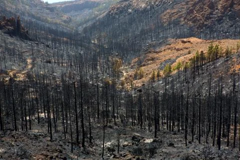 Black ashes of canary pine after forest fire at Teide Stock Photos
