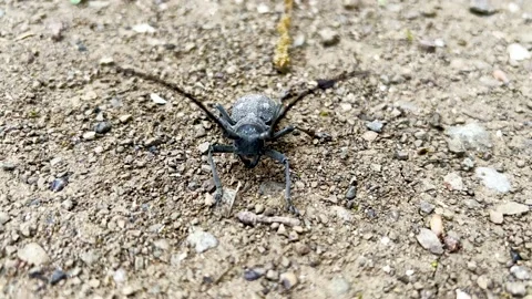 Black Asian beetle Stock Footage 196983930