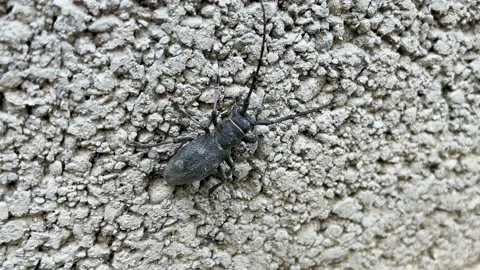 Black Asian beetle Stock Footage 197458144