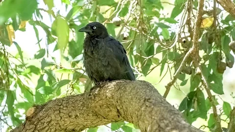 Black Australian raven sitting on tree branch as another flying bird joins,.. Stock Footage 75393371