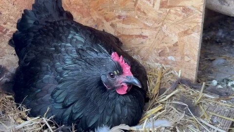 Black Australorp Hen Nesting in Cozy Farm Straw Bed Stock Footage 268369354