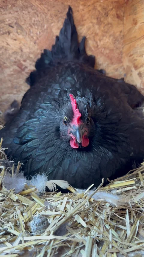 Black Australorp Hen Nesting in Cozy Farm Straw Bed Stock Footage 268369415