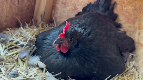 Black Australorp Hen Nesting in Cozy Farm Straw Bed Stock Footage 268369416