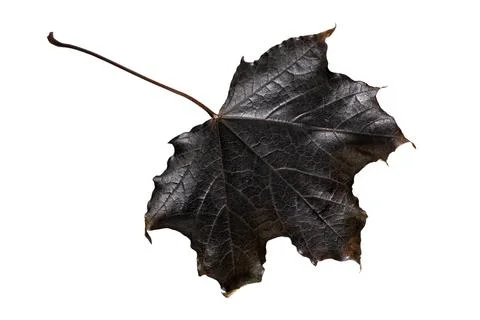 Black autumn maple leaf isolated on white background Stock Photos