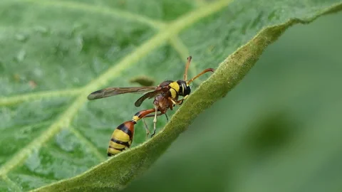 Black back mud wasp resting on green leaf in morning. Video stock 310586514