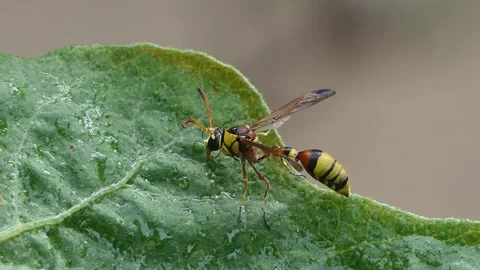 Black back mud wasp resting on green leaf. Stock-Footage 310586562