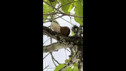 Black Back Squirrel 00 - Eating human junk food - Vertical - Pacific - Costa Stock Footage 282945668