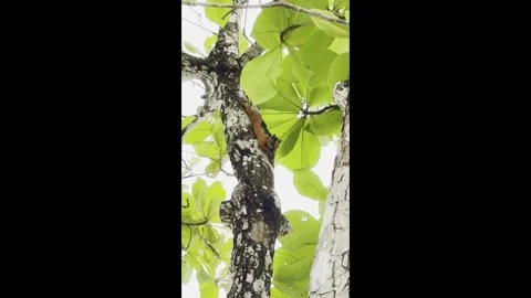 Black Back Squirrel 01 - Vertical - Pacifc - Costa Rica Video stock 282945665