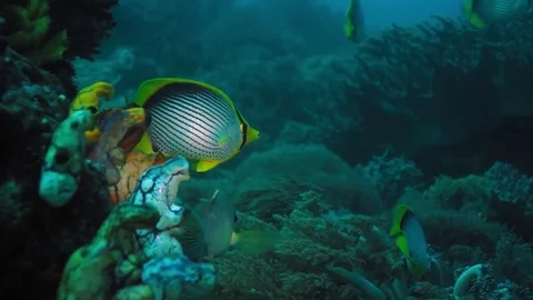 Black-backed butterflyfish (Chaetodon melannotus) shoal swimming a coral reef Видео 74725508