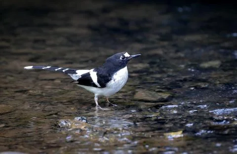Black-backed Forktail bird. Stock Photos