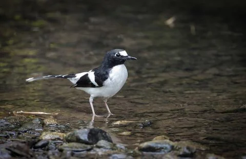 Black-backed Forktail bird. Stock Photos