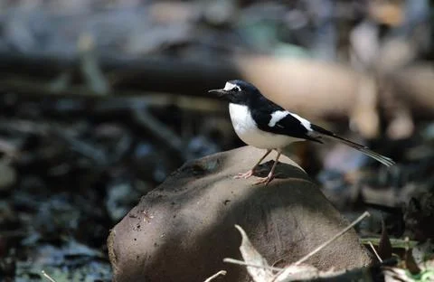 Black-backed forktail. Stock Photos