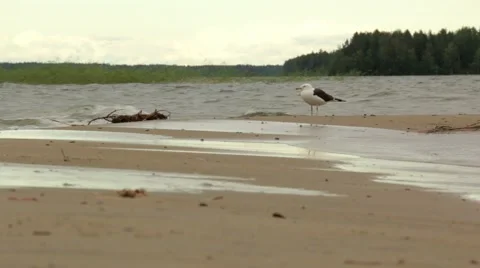 Black-backed gull standing alone at a windy sand bank of a lake Stock Footage 54544087